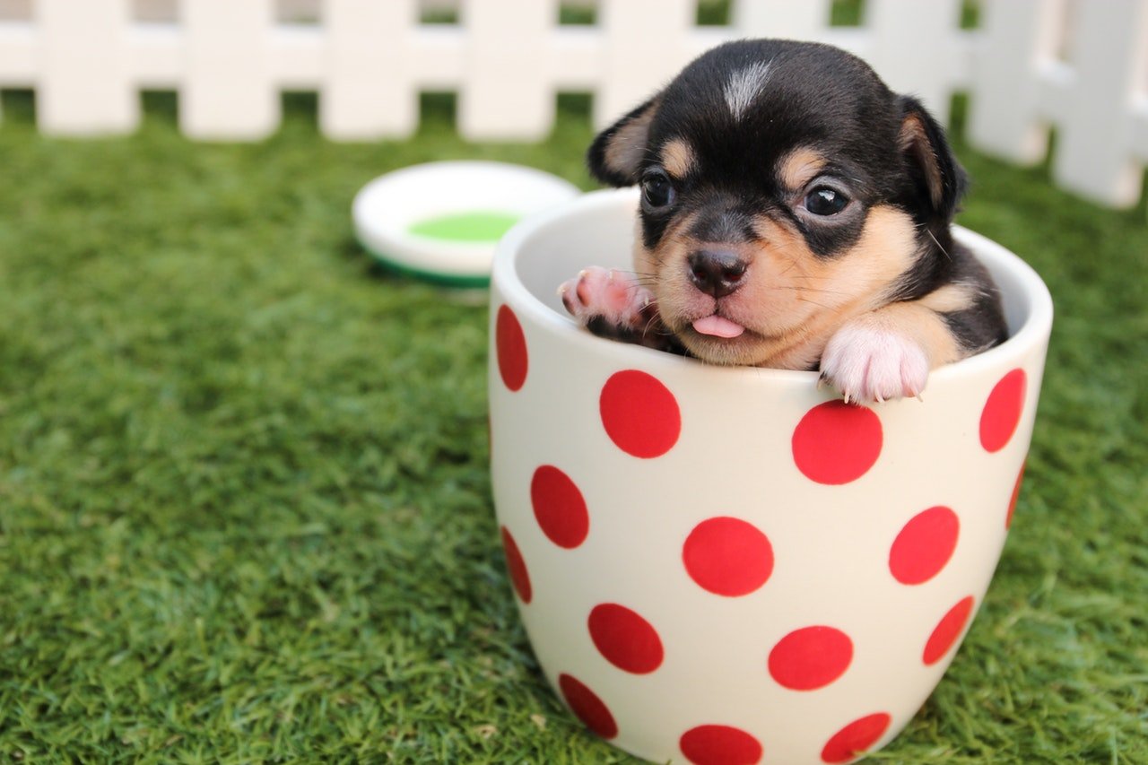 Come aiutare il cane a socializzare: ambientamento, fiducia e la vita con gli altri