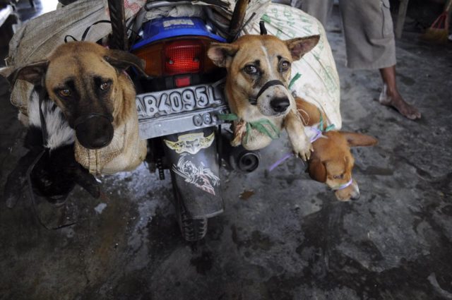 chiude-il-macello-più-grande-di-carne-di-cane 3