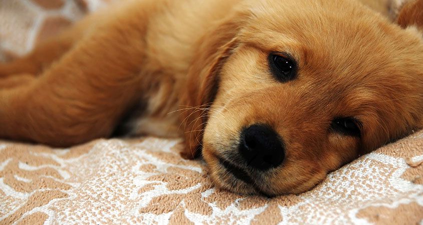 Piroplasmosi cane: cos’è, sintomi e cura della malattia