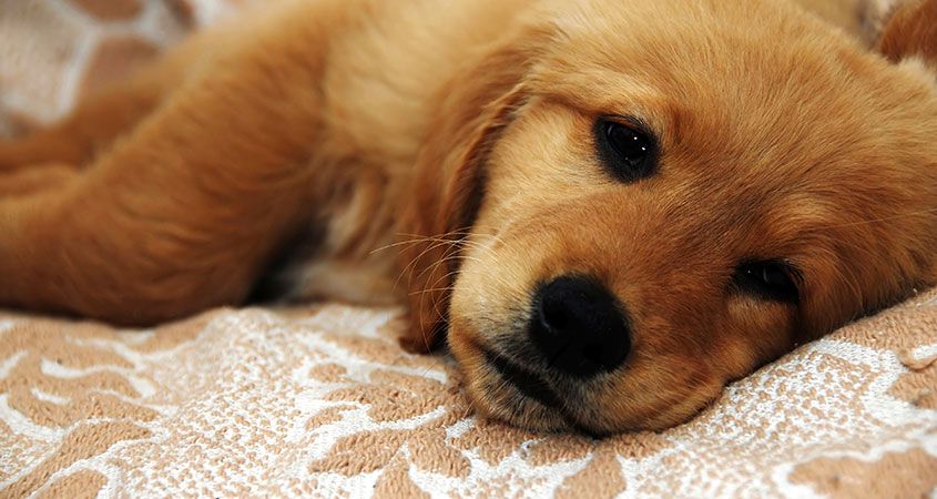 Piroplasmosi cane: cos’è, sintomi e cura della malattia