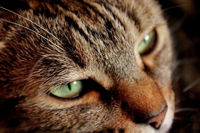 Malattie della pelle dei gatti: quali sono e come curarle