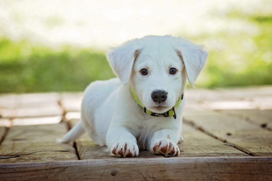 Nomi per cani maschi e femmine