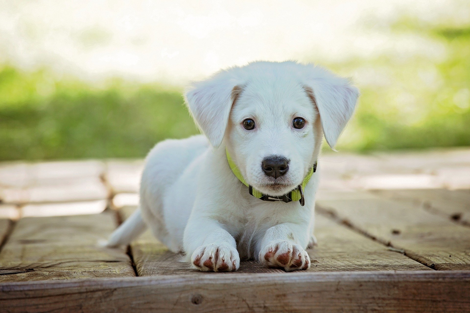 Nomi per cani maschi e femmine