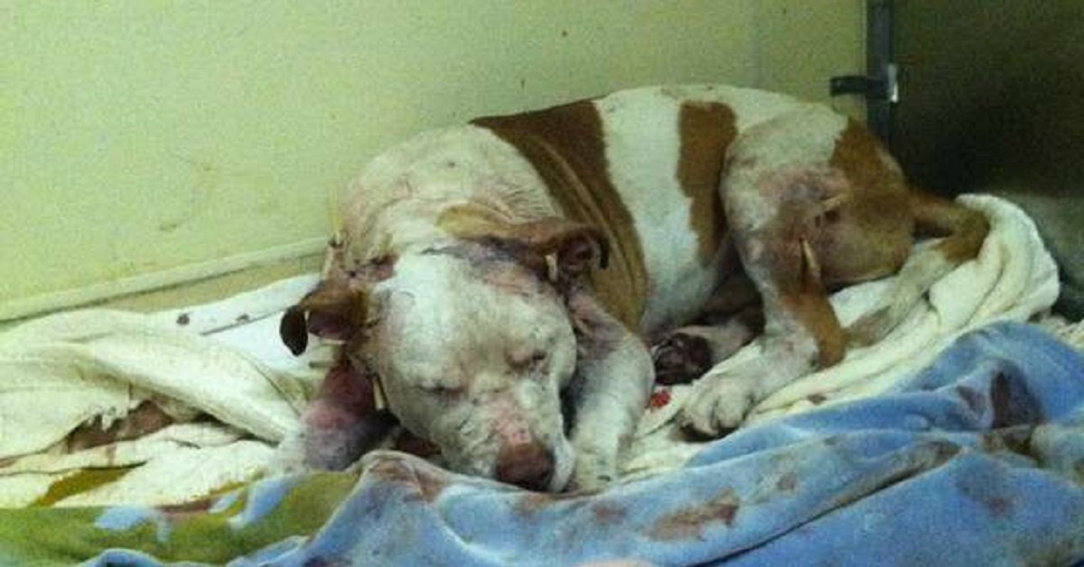 Il cane salvato doveva essere abbattuto, ma poi il veterinario lo ha salvato
