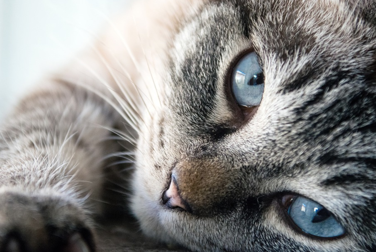 Clamidiosi gatto: sintomi, diagnosi e cura della malattia