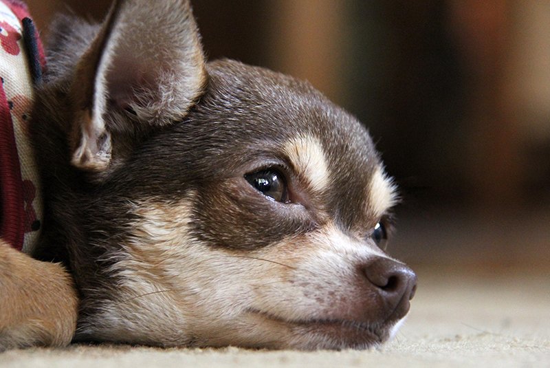 Temperatura corporea del cane: come misurarla e capire se sta male