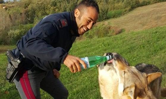 Polizia scorta due lupi cecoslovacchi messi in fuga dal maltempo