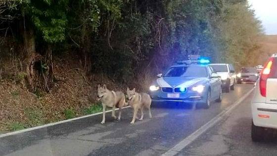 Polizia scorta due lupi cecoslovacchi messi in fuga dal maltempo