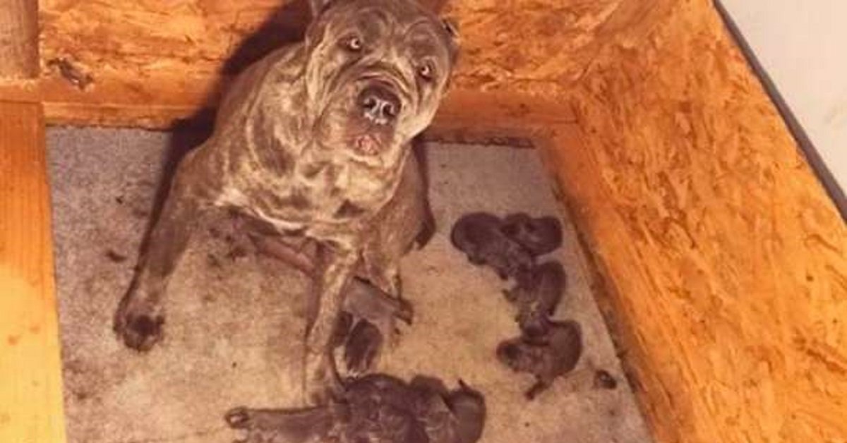 Alsana, la cagnolina che smetteva di respirare
