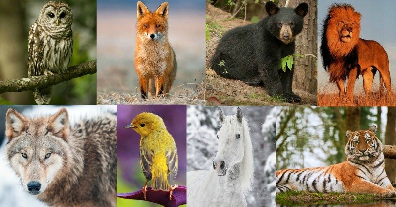 animali preferiti