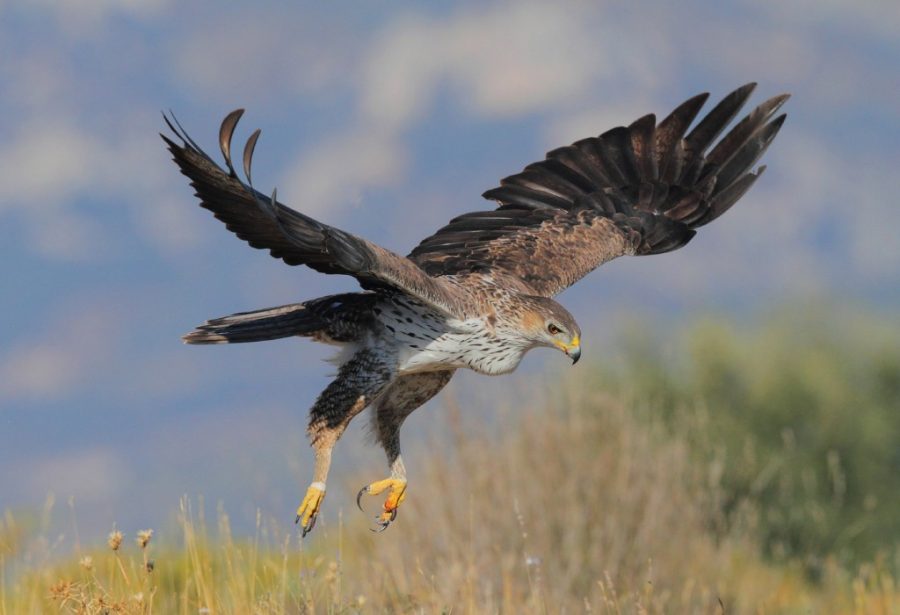 Aquila del Bonelli