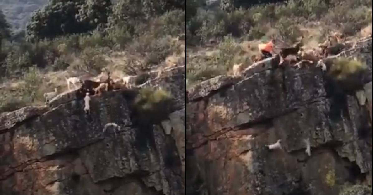 Cani precipitano nel burrone