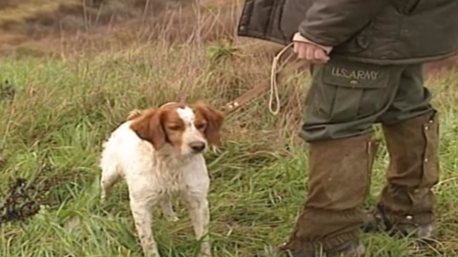 Esce Per Andare A Caccia E Il Suo Cane Gli Spara Bigodino