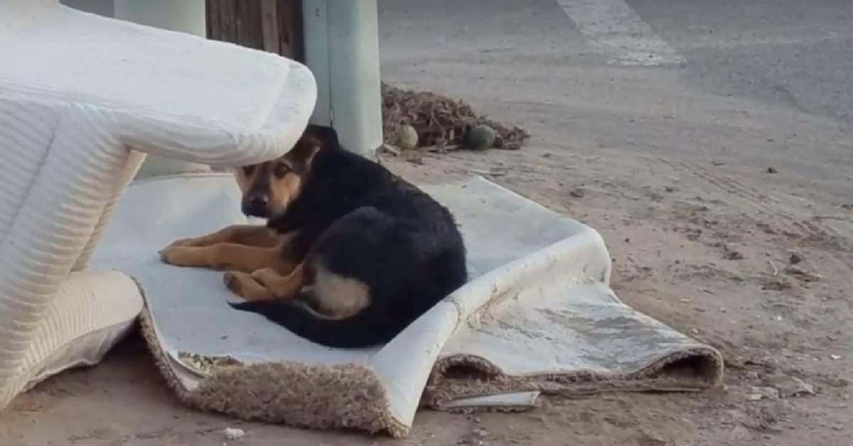 Cane abbandonato aspetta il ritorno dei proprietari