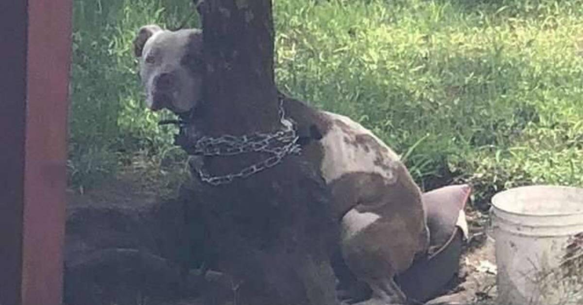 Cane abbandonato legato all’albero