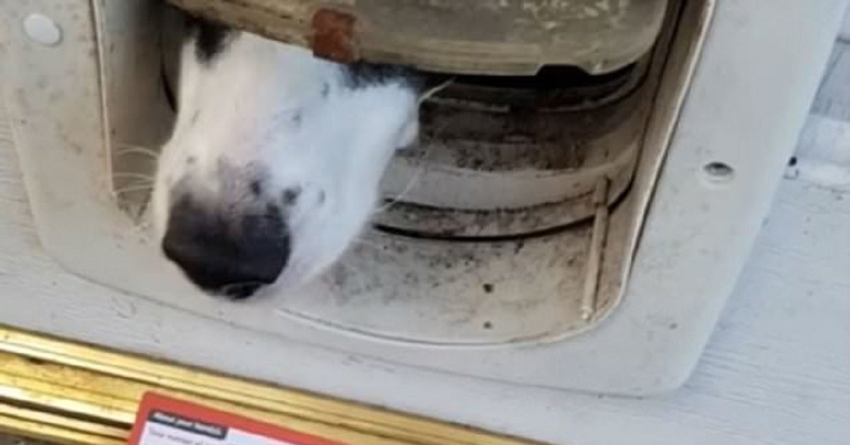 Un cane dispettoso