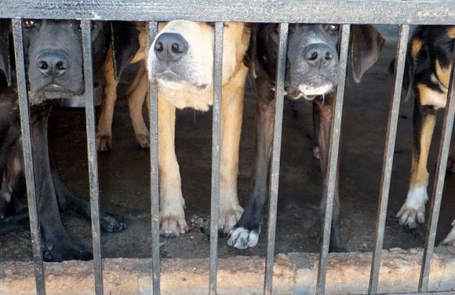 chiude-il-macello-più-grande-di-carne-di-cane 4