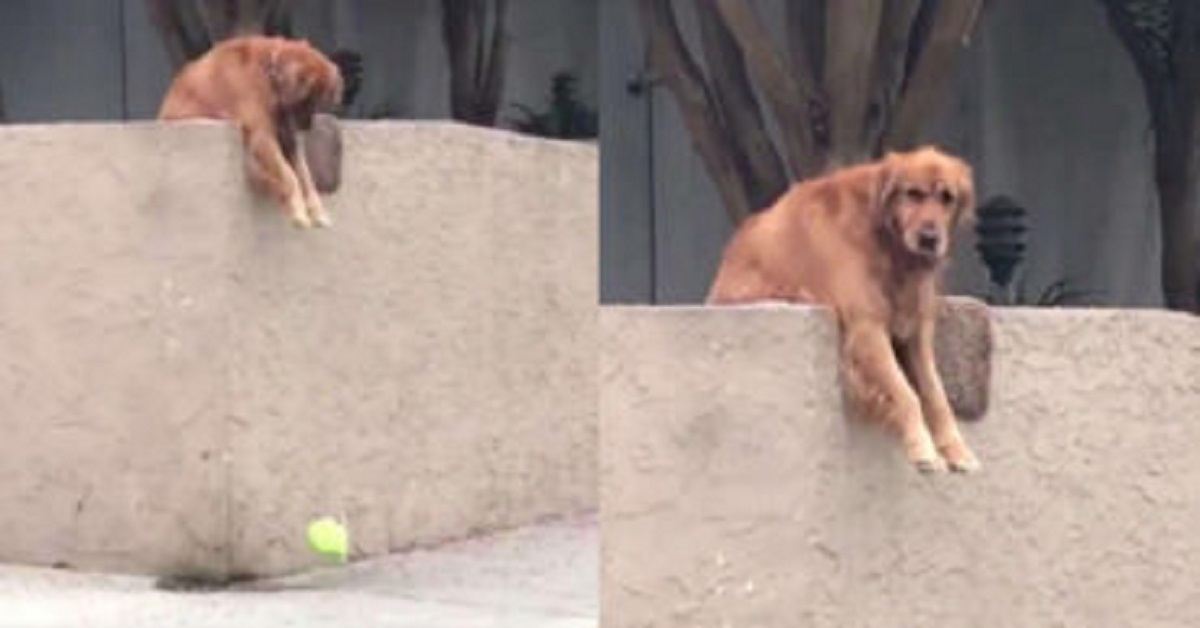 Il cane fa uscire ogni giorno la palla per poter giocare con chi passa