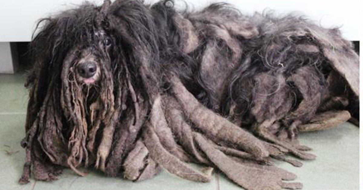 Volontari trovano in strada un cane intrappolato dal pelo e lo liberano… ecco com’è ora