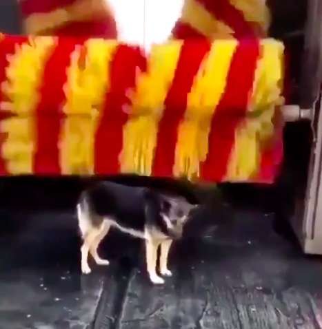 cane car wash