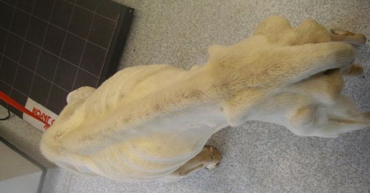 Oscar il cane scheletrico abbandonato a bordo strada