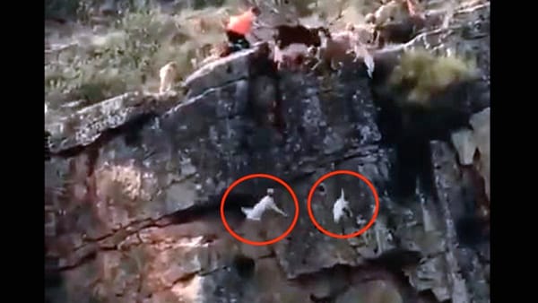 Caccia crudele: 12 cani finiscono nel dirupo insieme a un cervo