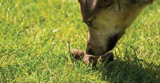 Perché i cani mangiano le feci dei gatti?