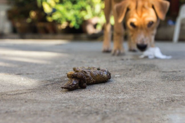 Perché i cani mangiano le feci dei gatti?