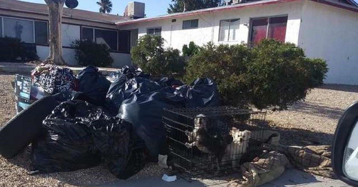 Cani ingabbiati gettati con la spazzatura