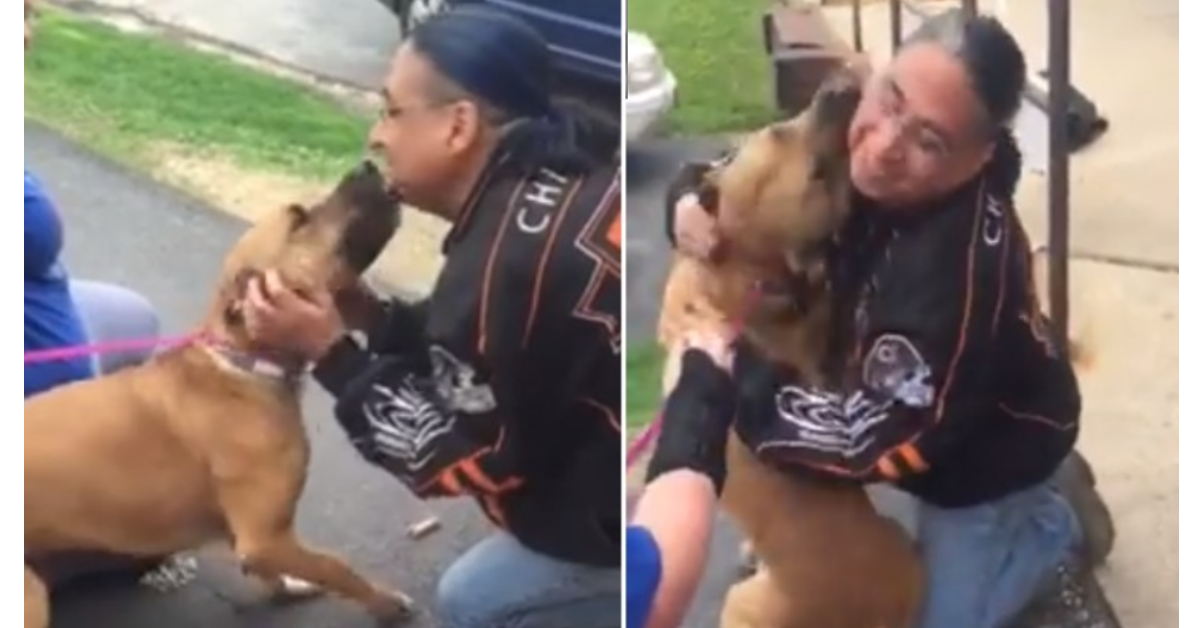 Caos, il cane che dopo due anni ritrova il suo papà