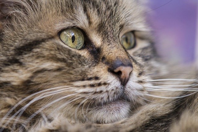 Malattie del gatto anziano: come riconoscerle e curarle