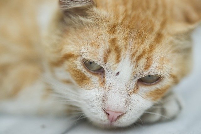 Congiuntivite gatto: come riconoscerla e curarla
