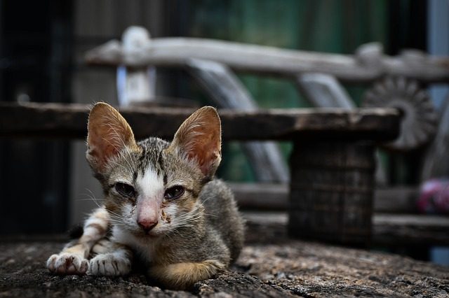 congiuntivite-gatto