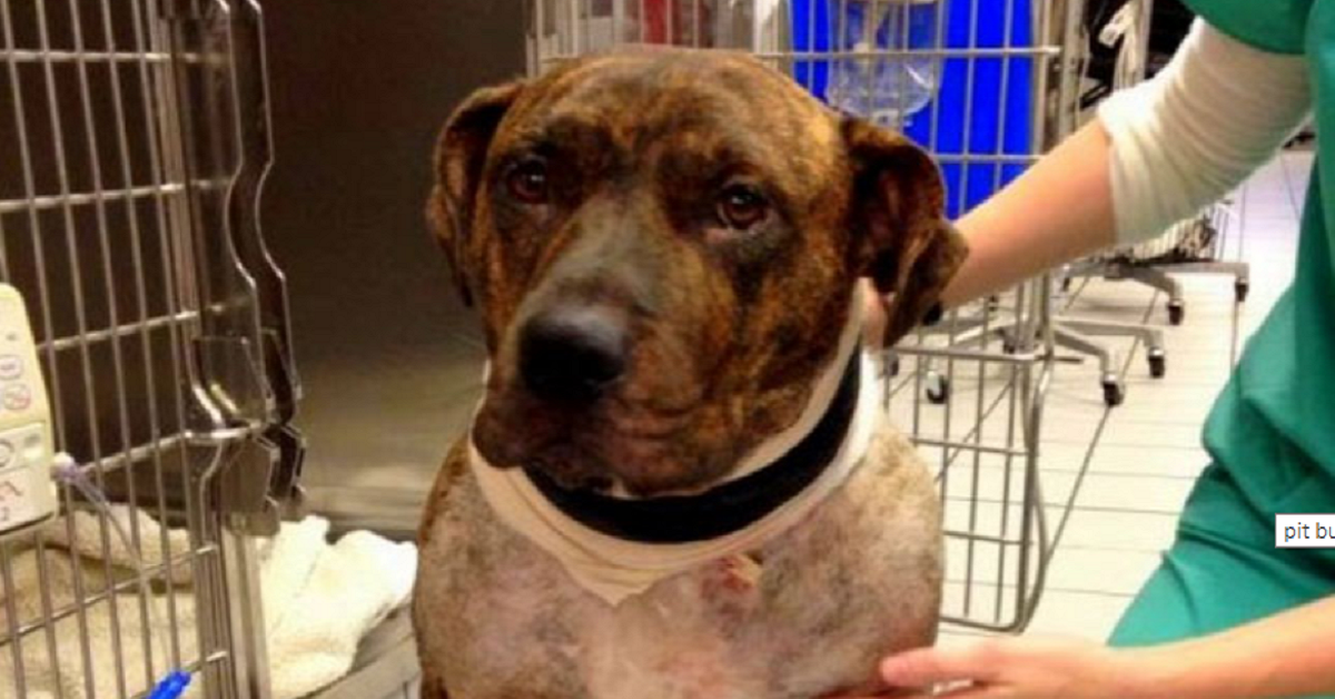 Chako, il cane accusato di aver aggredito la sua umana