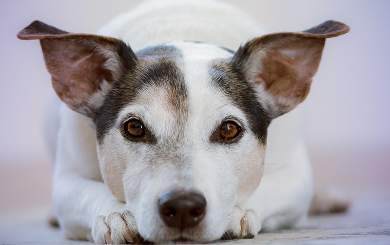 Come capire se il cane è triste