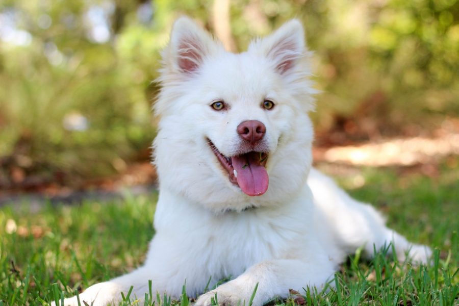 come-intrattenere-cane-casa