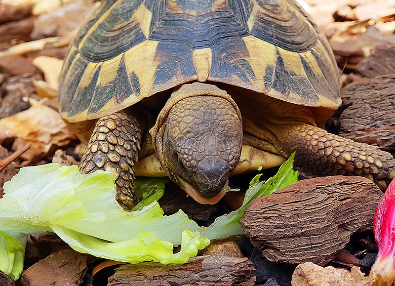 Cosa mangiano le tartarughe di terra?