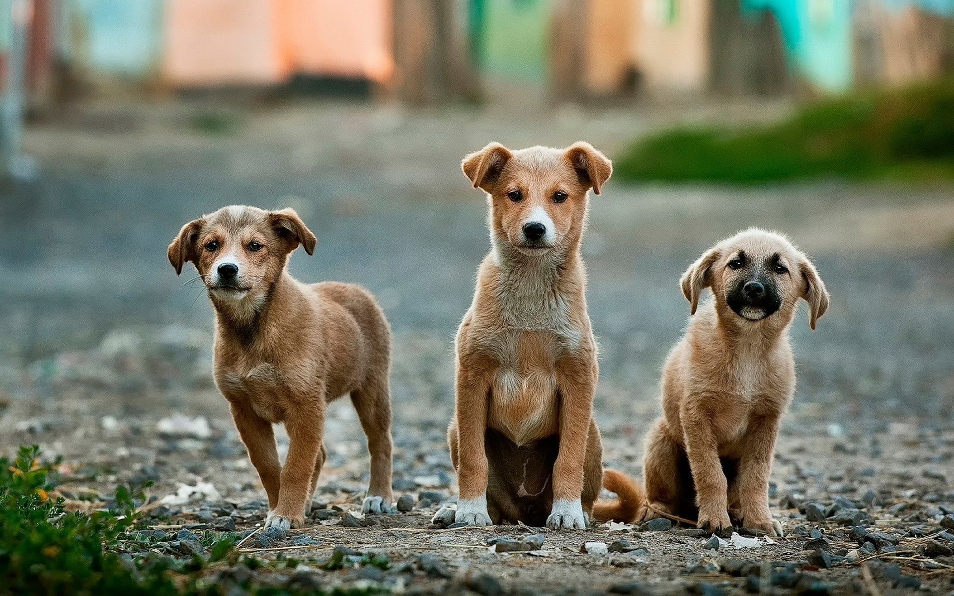 Cuccioli di cane