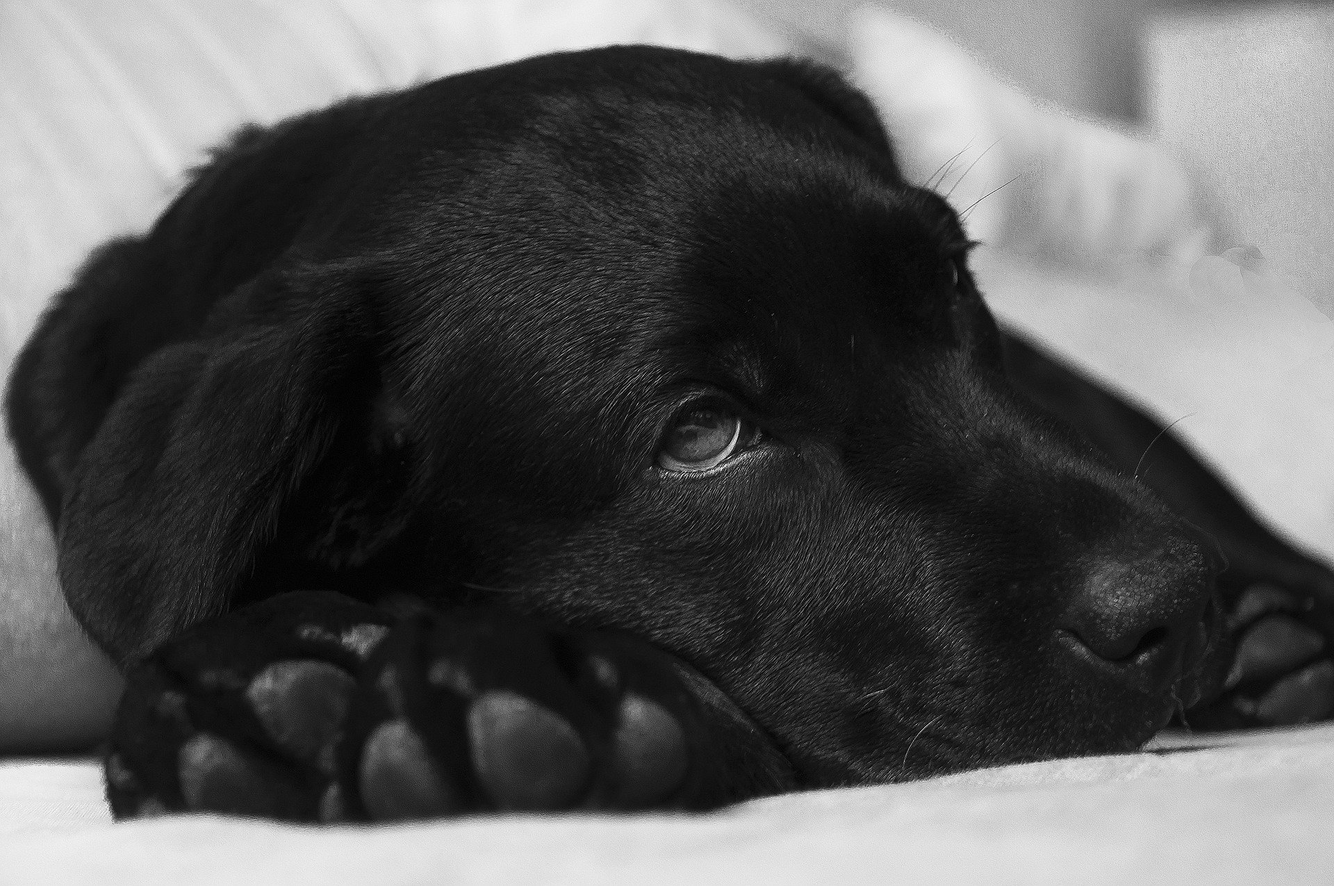 Labrador nero