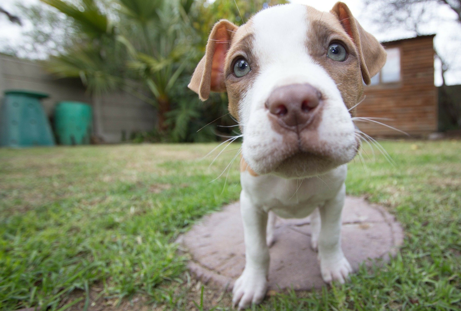 Pitbull fulvo e bianco