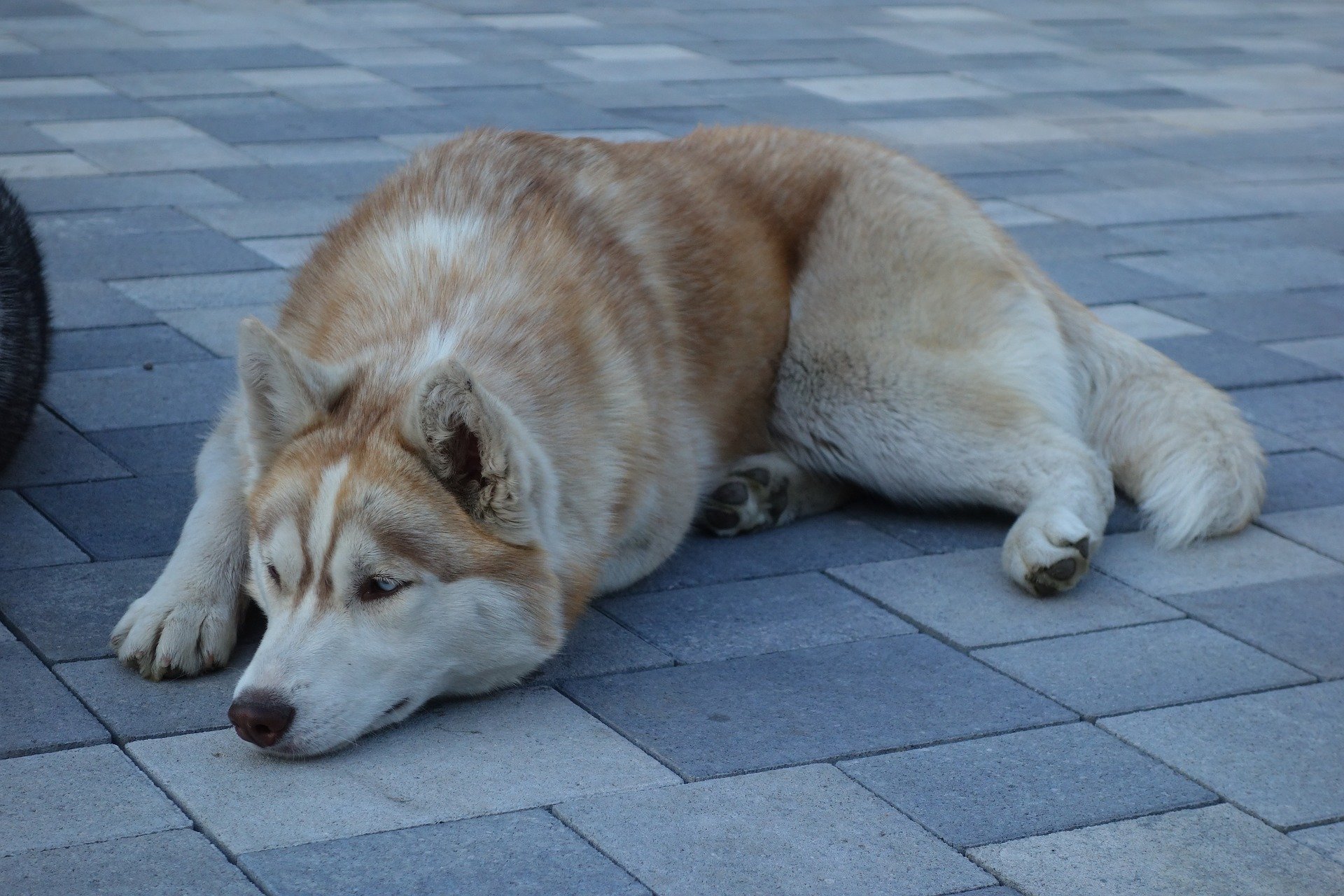 Siberian Husky