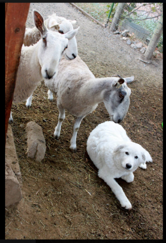 la-denuncia-dei-vicini-per-i-cani-che-abbaiano 2