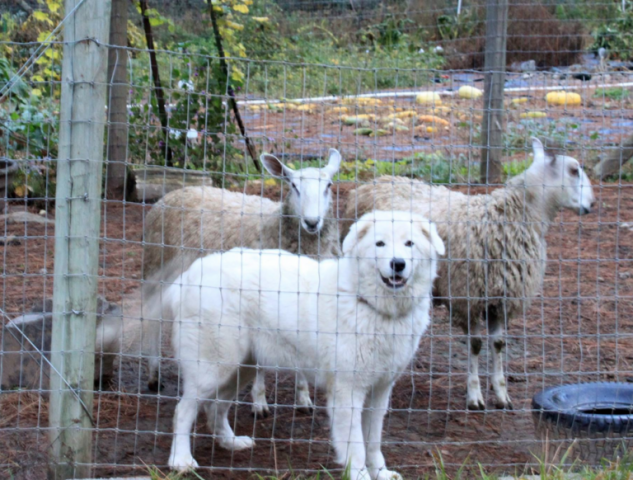 la-denuncia-dei-vicini-per-i-cani-che-abbaiano