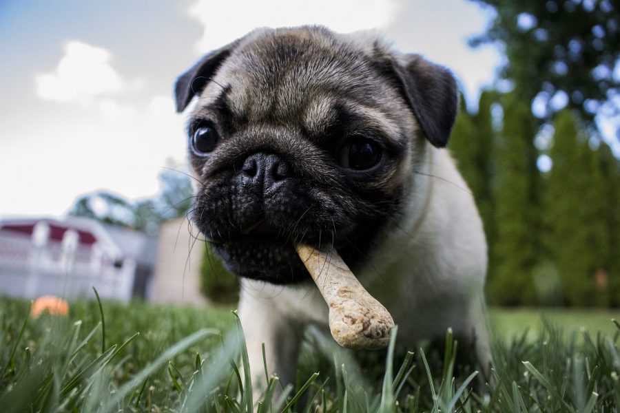 dieta casalinga per cani