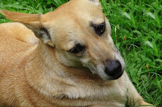 bronchite-del-cane