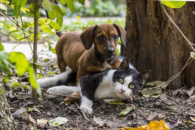 malattie-trasmissibili-tra-cane-e-gatto