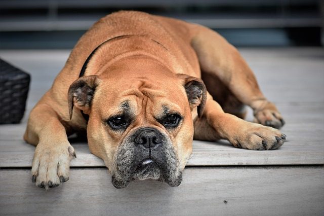 come-capire-se-il-cane-è-triste