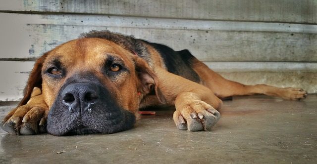 temperatura-corporea-cane