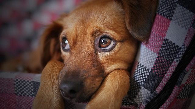 il lamentarsi del cane street