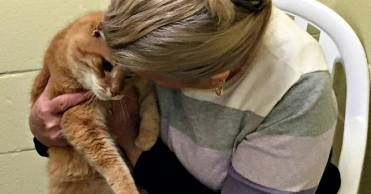 Donna adotta un gatto e poi decide di ritornare al rifugio, la motivazione è straziante